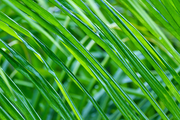 Palm leaf macro