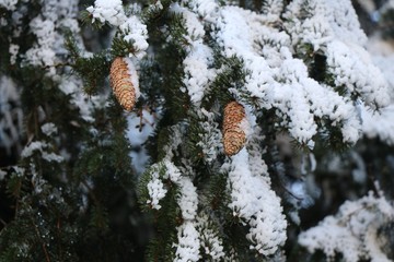 Switzerland, Savigny, Martinet