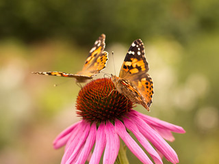 Echinacea and colorful butterfly in the garden
