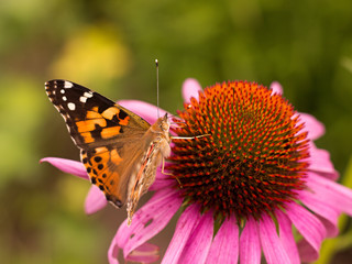 Echinacea and colorful butterfly in the garden