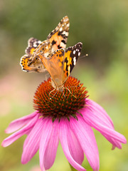Echinacea and colorful butterfly in the garden