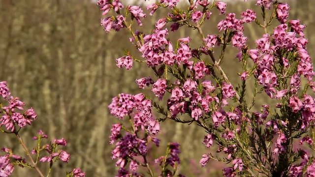 Rama de Brezo con flores de color rosa o malva en primavera
