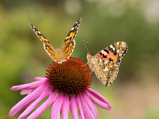 Echinacea and colorful butterfly in the garden