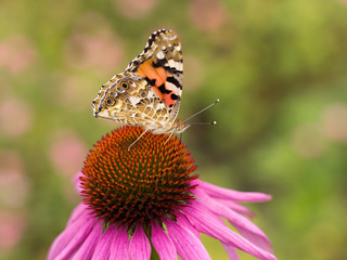 Echinacea and colorful butterfly in the garden