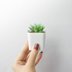 Beautiful succulents