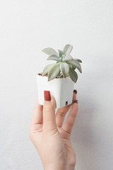 Beautiful succulents