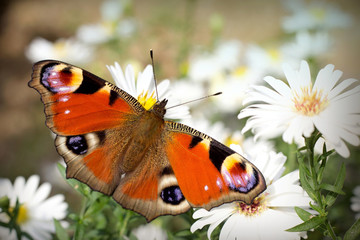 colored butterfly (Aglais io) on a white flower