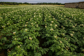 Champs de pommes de terre en floraison