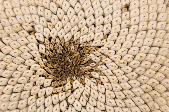White sunflower seeds inside a flower closeup background