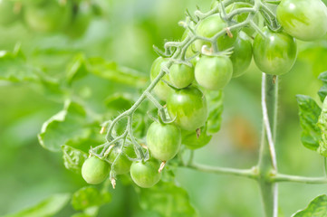 tomato plant in the vegetable garden