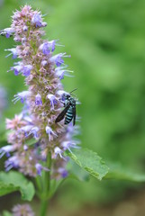 幸せを呼ぶ蜂・ブルービー