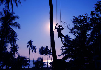 Man climbing coconut trees in the morning.March 17, 2016 Thailand. 
