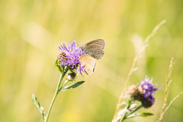 The Ringlet (Aphantopus hyperantus), a butterfly in the family Nymphalidae feeding on a cornflower. Beautiful and colorful background. Summer time