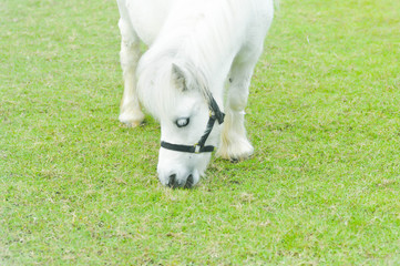 Obraz premium horse or white pony's eating some grass on the farm