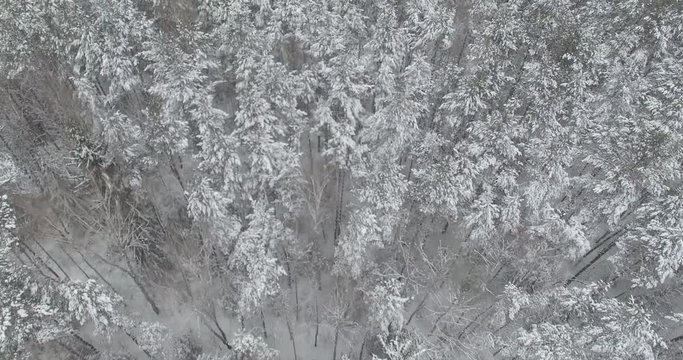 Winter forest, aerial view of snow-covered trees. 4k footage. Drone shot.