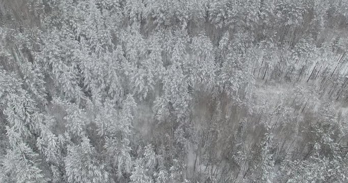 Winter forest, aerial view of snow-covered trees. 4k footage. Drone shot.