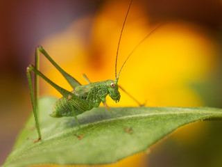 grasshopper resting on a leaf