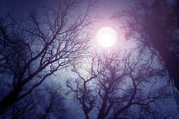 Dark enchanted photo of a full moon in the trees branches background. Blue and violet fairy-tale colors