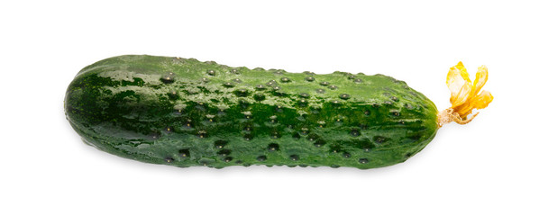 One ripe fresh green cucumber isolated on white background