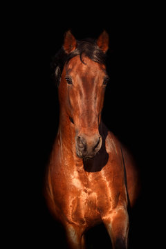 Portrait of a bay horse on  black background in motion