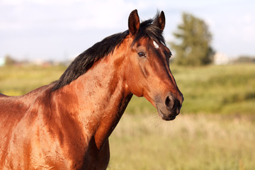 Portrait of a bay horse on background field - 132946226