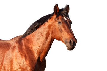 Portrait of a bay horse on  white background. - 132946273
