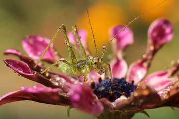 green grasshopper resting on osteospermum