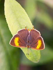Butterfly (Thecla betulae) resting on a bush