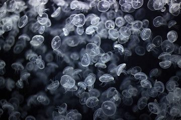 small jellyfishes in a blue water