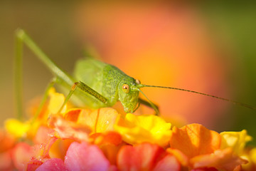 green grasshopper resting on a flower