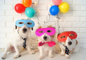 Dogs party