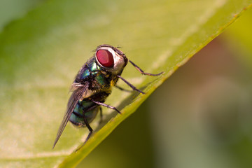 Fly resting on a green leaf