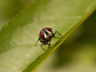 Fly resting on a green leaf