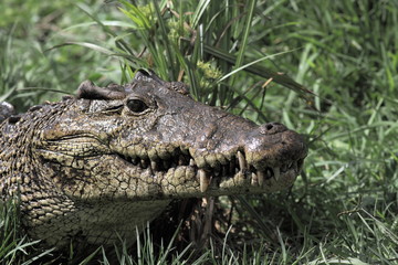 Portrait of a crocodile in the grass