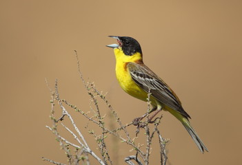 black-headed bunting