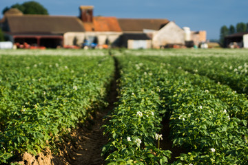 lign&eacute; de pommes de terre en fleurs