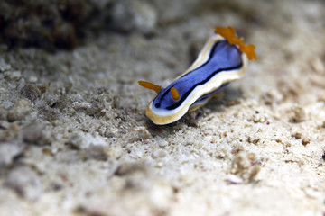 Obraz premium underwater marine life macro - sea slug