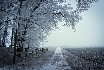 Winter nature