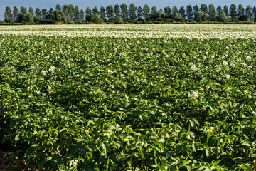 Champ de pommes de terre deux vari&egrave;t&eacute;s en fleurs