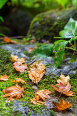 autumn wet maple leaf falling on moss and stone ground after the