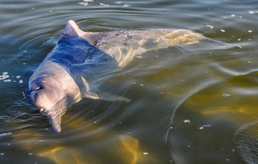 Fototapeta premium Estuary dolphin in Tin Can Bay, Australia