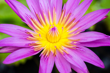 The beautiful lotus flower pink and purple. (Soft focus)