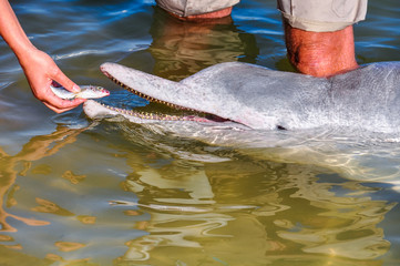 Fototapeta premium Estuary dolphin feeding in Tin Can Bay, Australia
