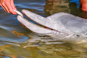 Fototapeta premium Estuary dolphin feeding in Tin Can Bay, Australia