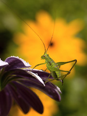 green grasshopper resting on osteospermum