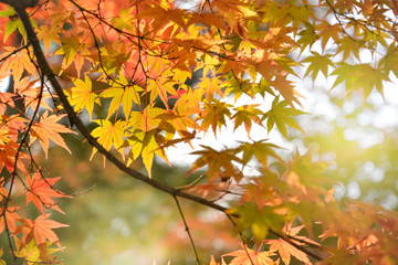 Maple leaves in autumn, Kyoto, Japan