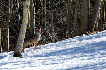 Male italian wolf (canis lupus italicus) in wildlife centre 
