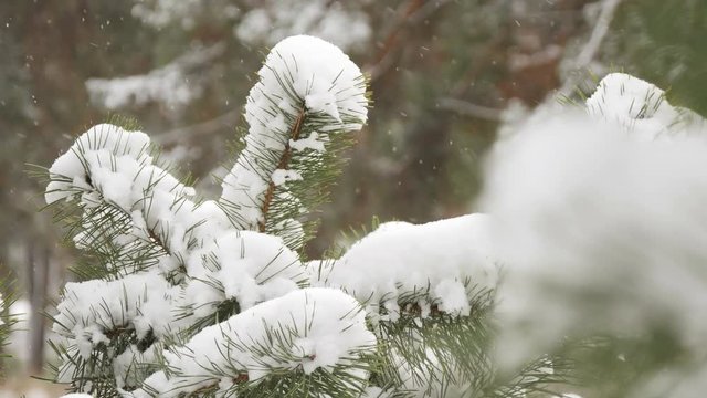 Beautiful tree covered with snow, close-up view, in the frosty winter, the Christmas forest