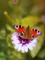 Fototapeta na wymiar Butterfly Aglais io on a flower