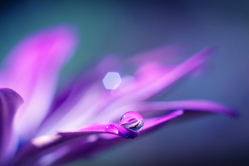 Obraz premium dewdrop on a pink flower